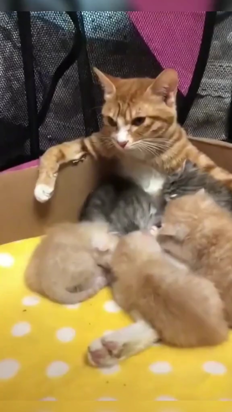 猫咪喂奶名场面,这一脸的生无可恋啊