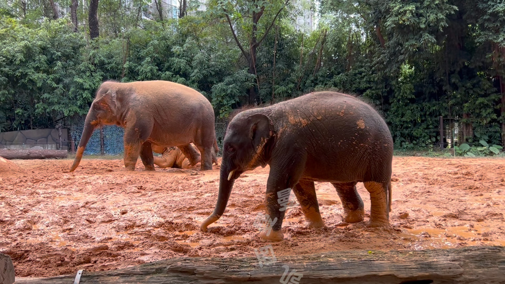 3只斑點象98#長隆野生動物園 #亞洲象 #大象朱莉 #大象威望 #大象