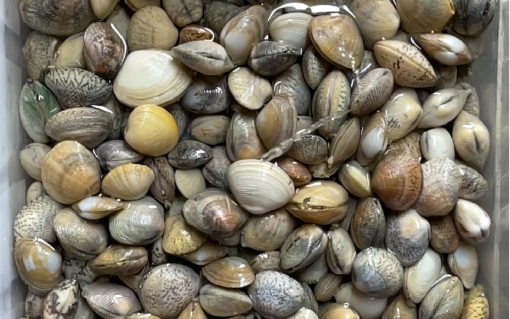 蛤蜊滋水 ,能数下一共有几次么?