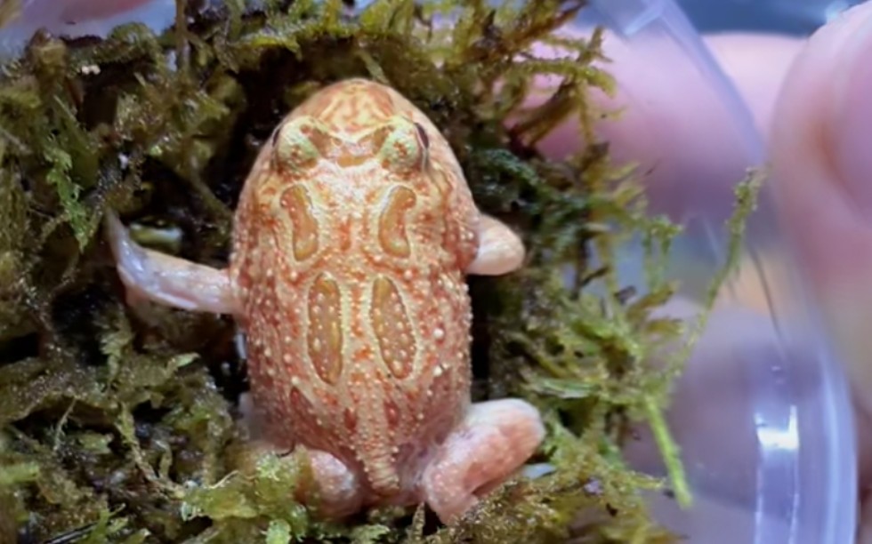 角蛙如何区分黄金南瓜草莓