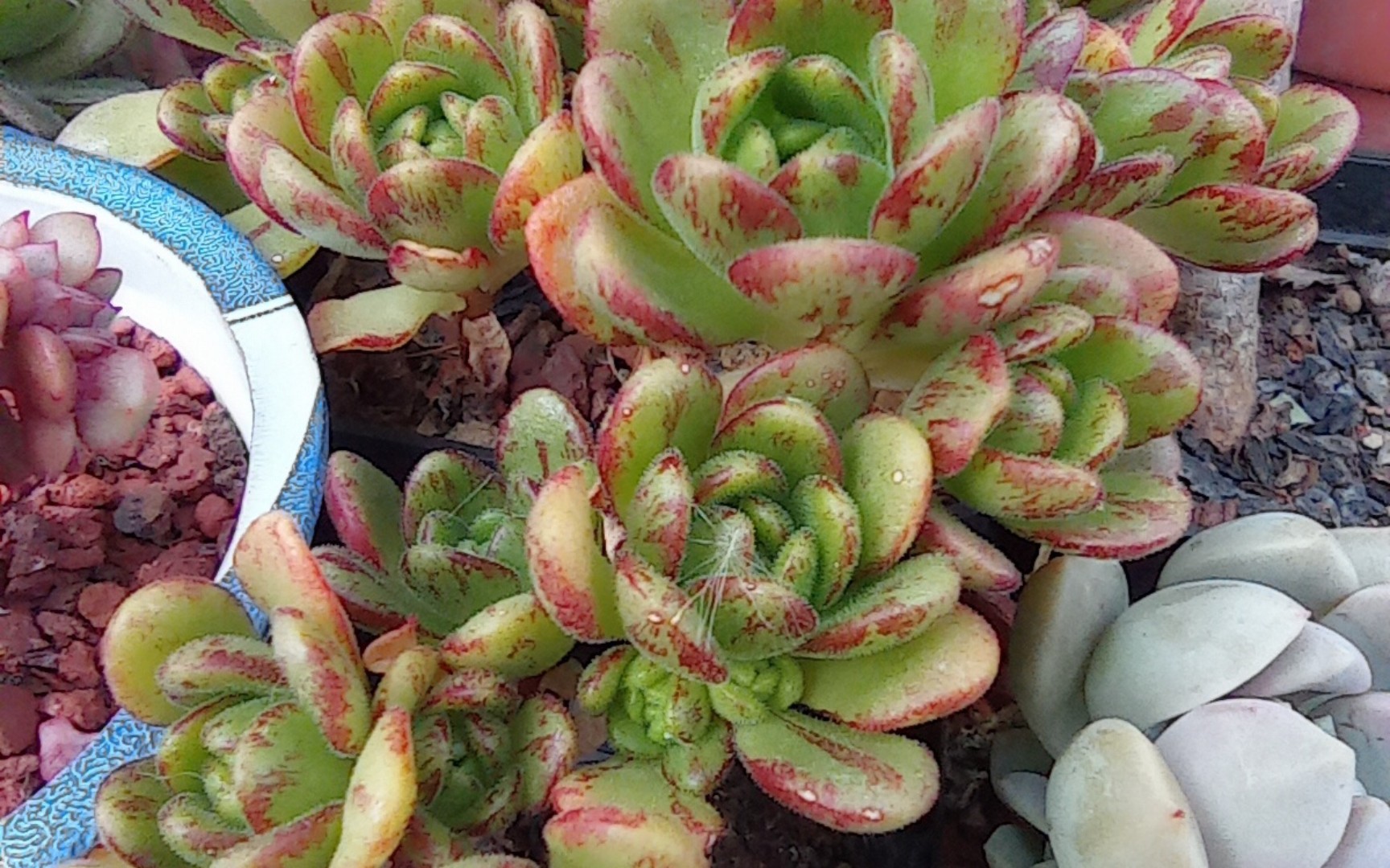 小狐狸法师,多肉植物,小型法师品种