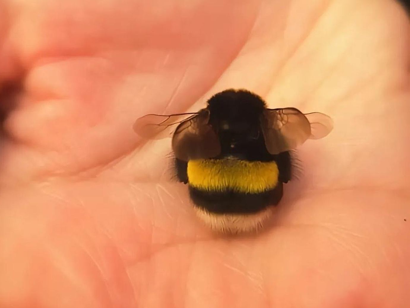 好想摸摸熊蜂这个胖宝宝呀!可爱又能干