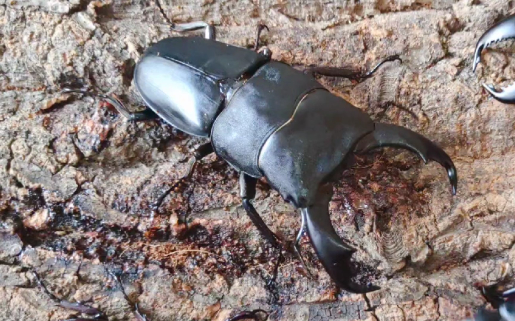 苏拉威西巨扁的冲锋