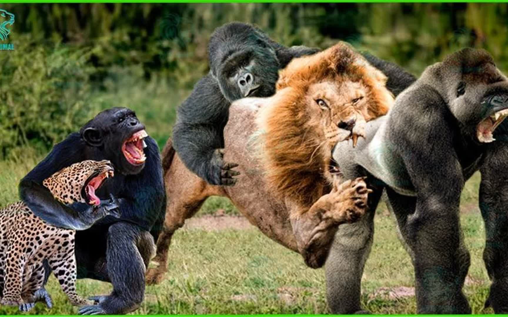 灵长类动物的权力游戏:大猩猩 vs 黑猩猩