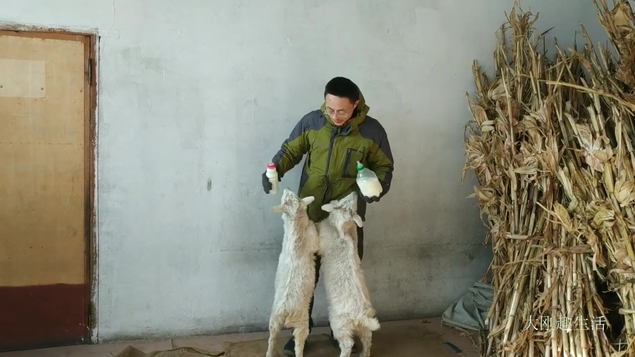 [图]两只小山羊，名副其实的小吃货，喝口饮料也能来个高难度动作