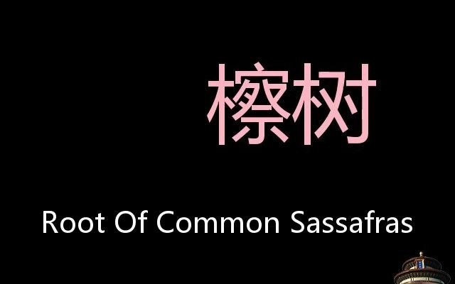 檫树 Chinese Pronunciation Root Of Common Sassafras哔哩哔哩bilibili