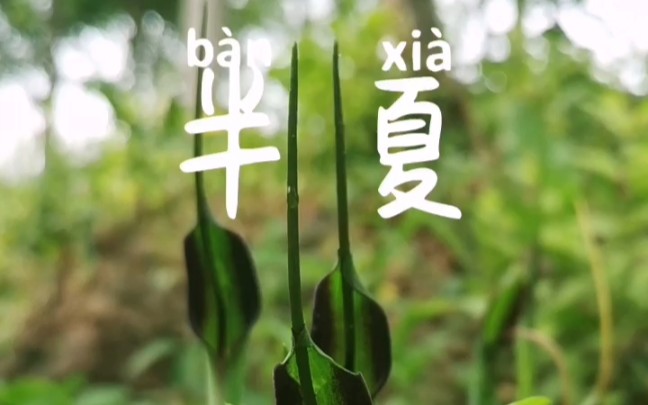 [图]半夏《本草纲目》释名：“五月半夏生，盖当夏之半也，故名。”#中药植物