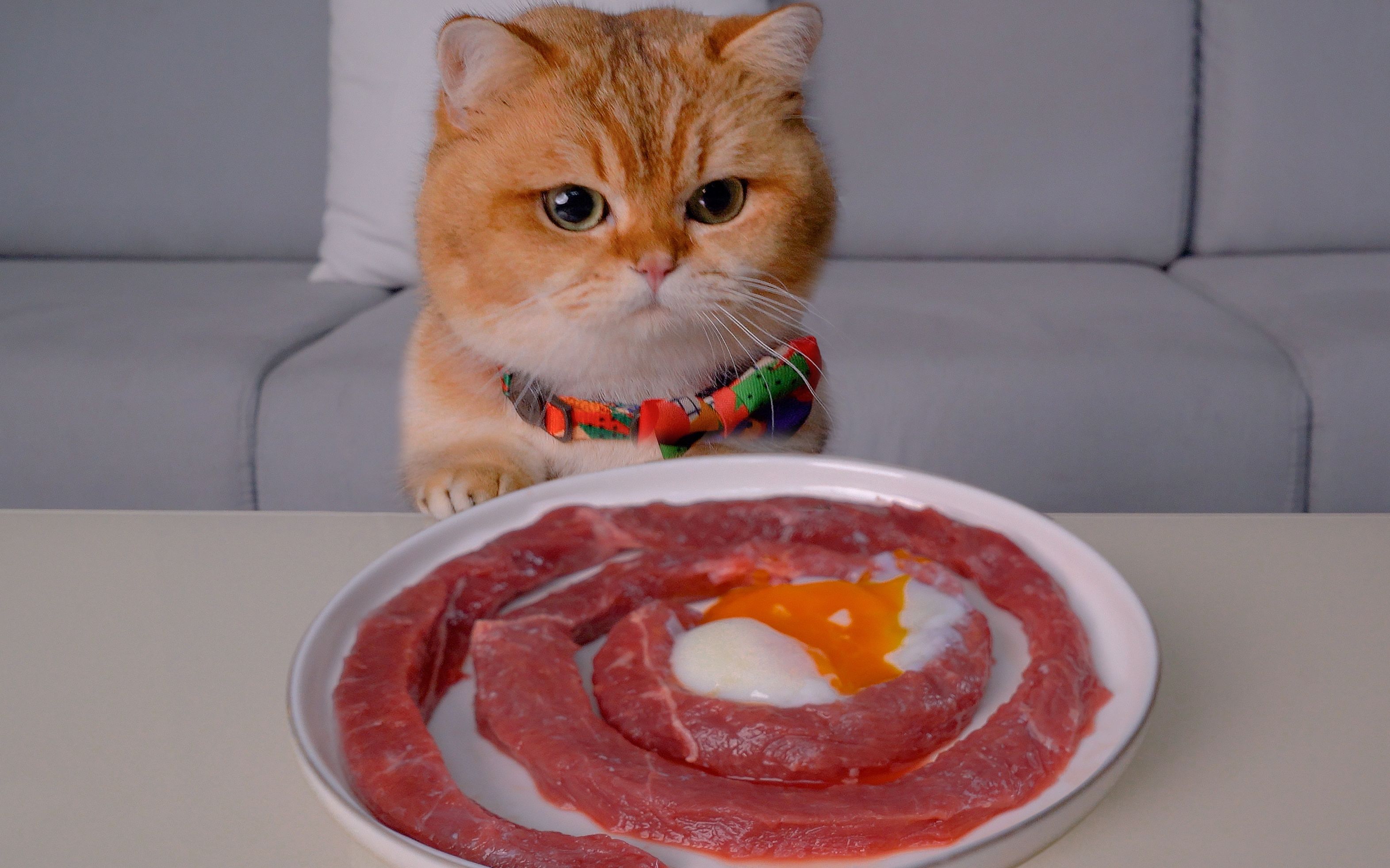 猫咪吃溏心蛋牛肉面,一根嗦到底,太治愈了!