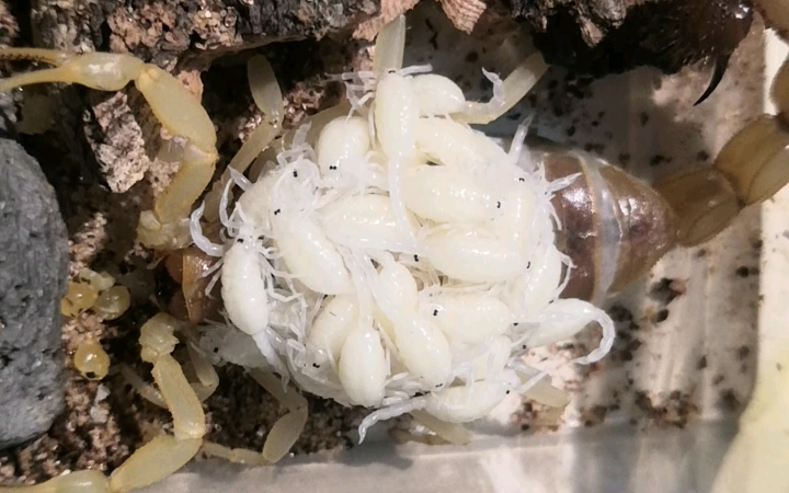 parabuthus raudus(prl)青玉粗尾蝎浅色种 从3l到成体再繁殖,历经将近