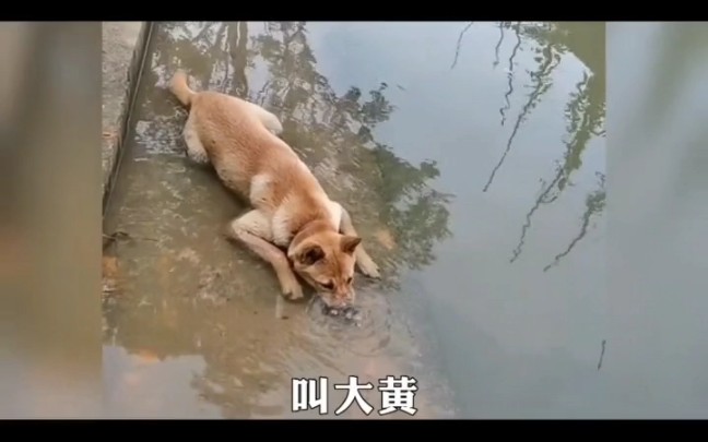 全网最乖的大黄中华田园犬哔哩哔哩bilibili