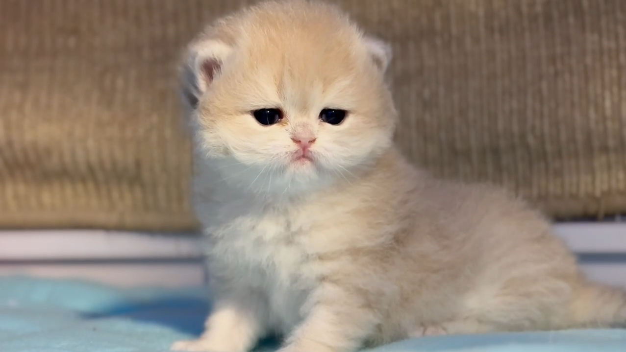 怎么可以这么可爱～大眼睛,小鼻子,宽嘴套,都可爱,一惊一乍的小样子也