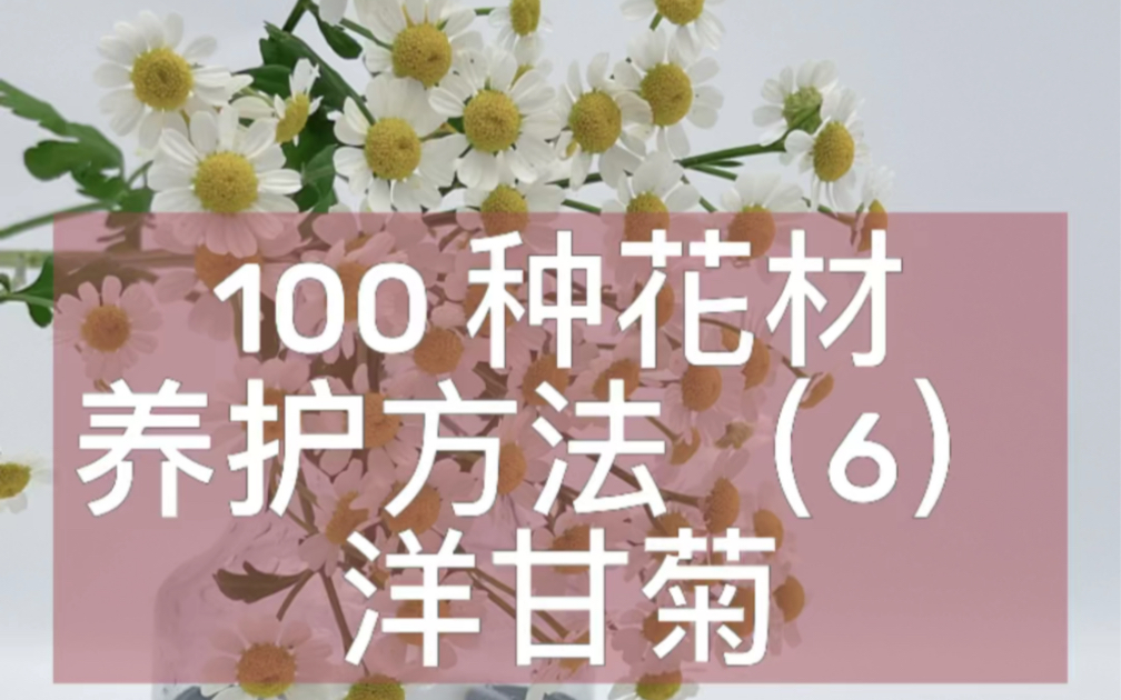 100种花材养护方法(6)洋甘菊哔哩哔哩bilibili