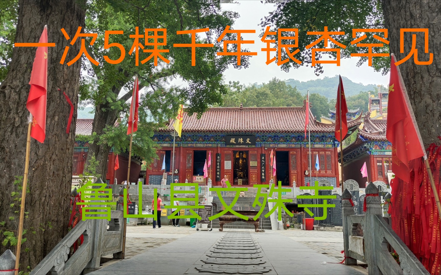 号称世界树王河南鲁山县一次5棵千年银杏罕见千年古刹文殊寺