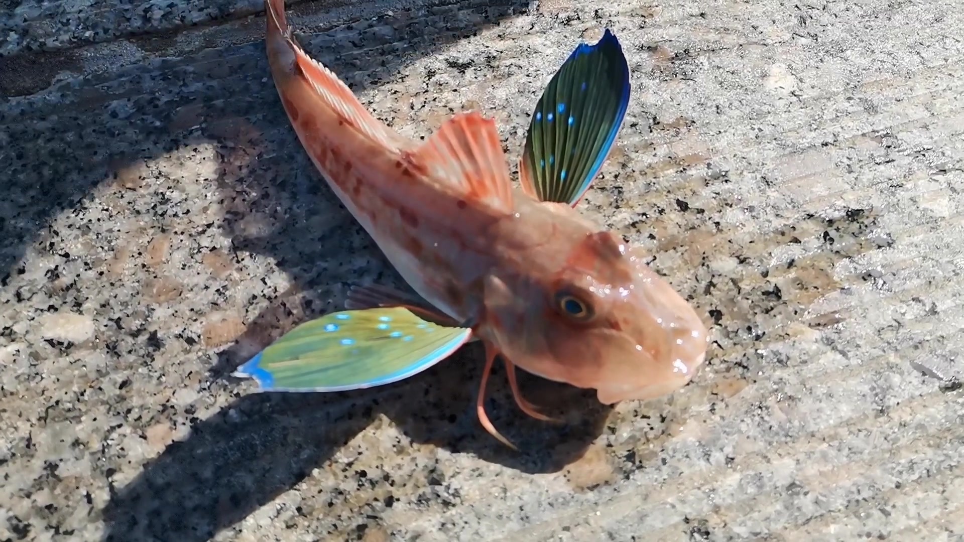 海边钓鱼:钓上来有彩色翅膀的飞鱼,还有7种海鱼你都认识吗?