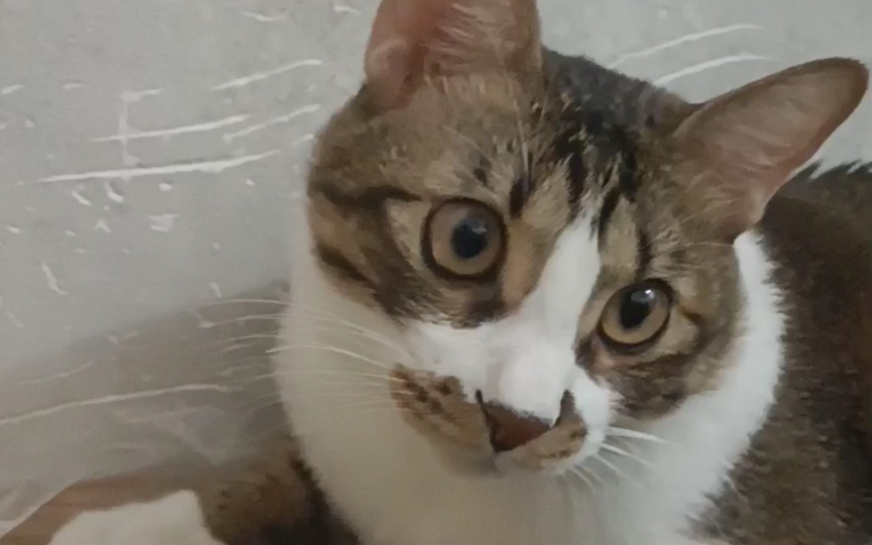 几把猫的日常生活