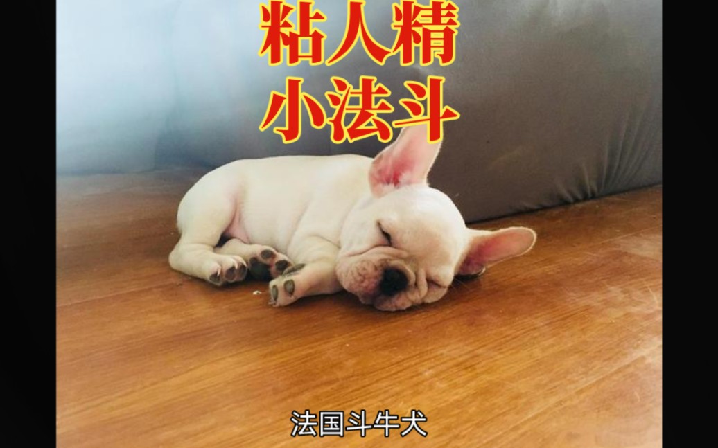 法国斗牛犬:外貌呆萌,温顺可人,智慧情感的宠物犬哔哩哔哩bilibili