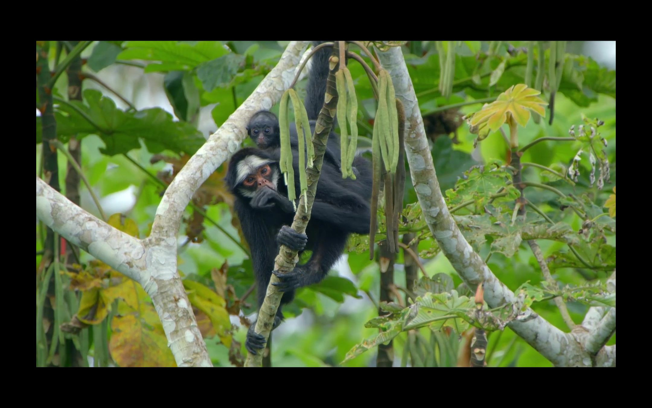 活动  自然生灵-白颊蜘蛛猴