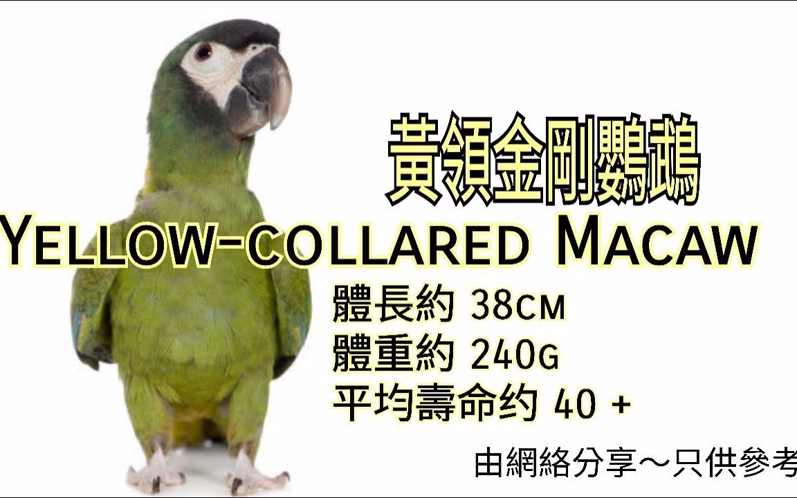 鹦鹉品种分享介绍 ~黄领金刚鹦鹉 (Yellowcollared Macaw)哔哩哔哩bilibili