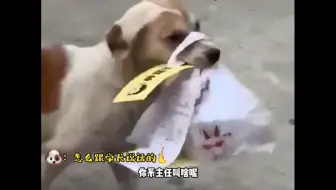 “偷外卖的狗”
