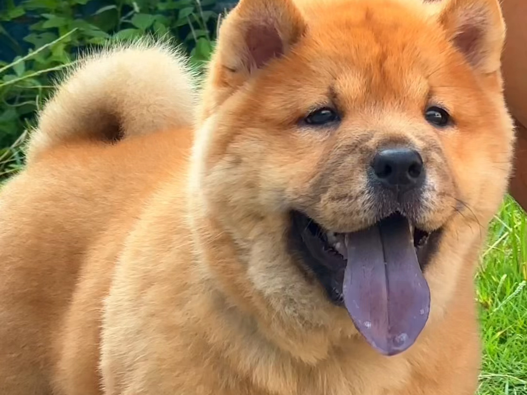 来看看顶级中华田园犬