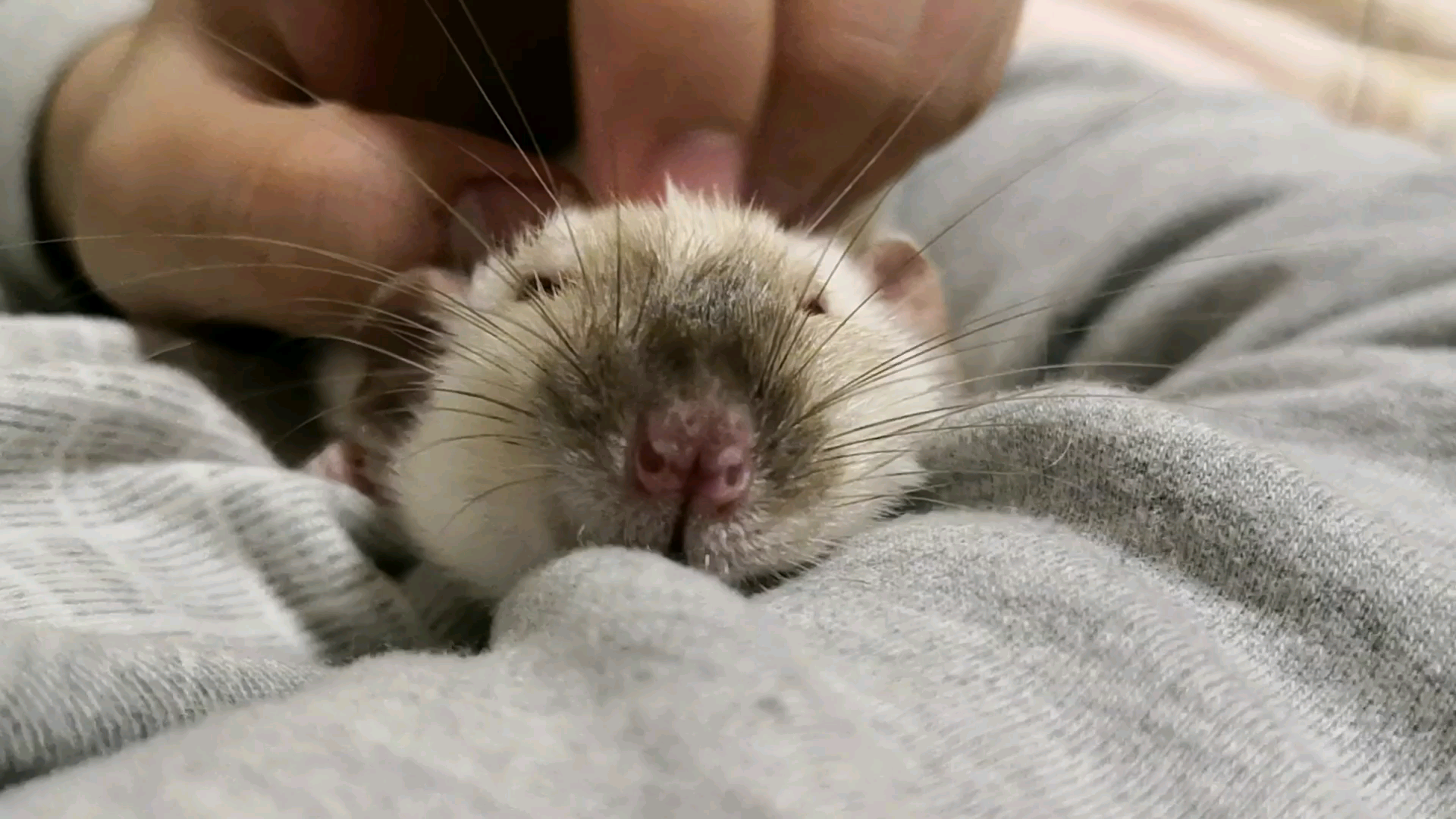 超萌暹罗色花枝鼠躺在主人怀里睡觉觉