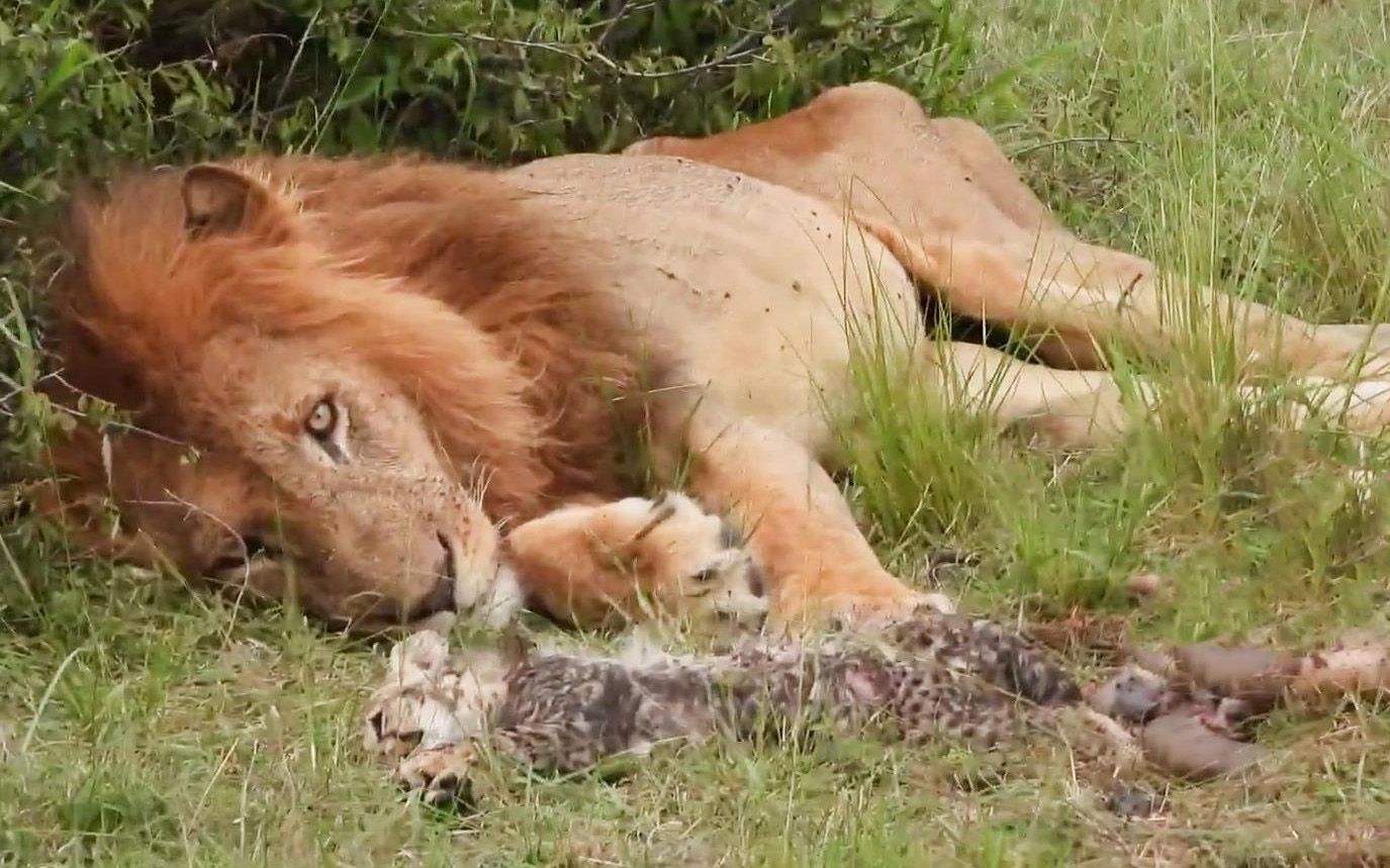 【狮子王】金鬃狮王杀死猎豹幼崽
