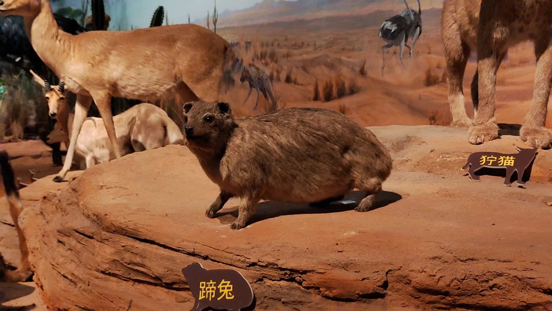 【青川御风灵】仔仔的生活碎片5374