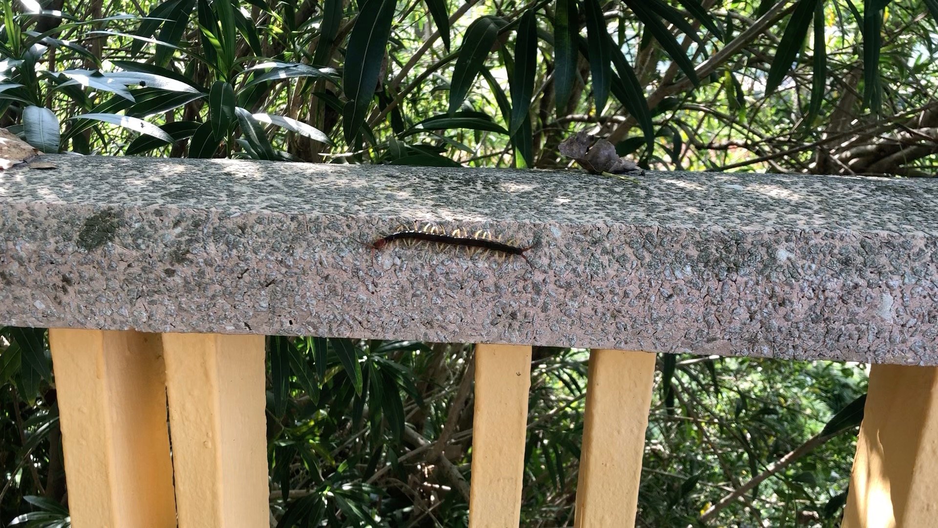 匆忙行走的毛毛虫