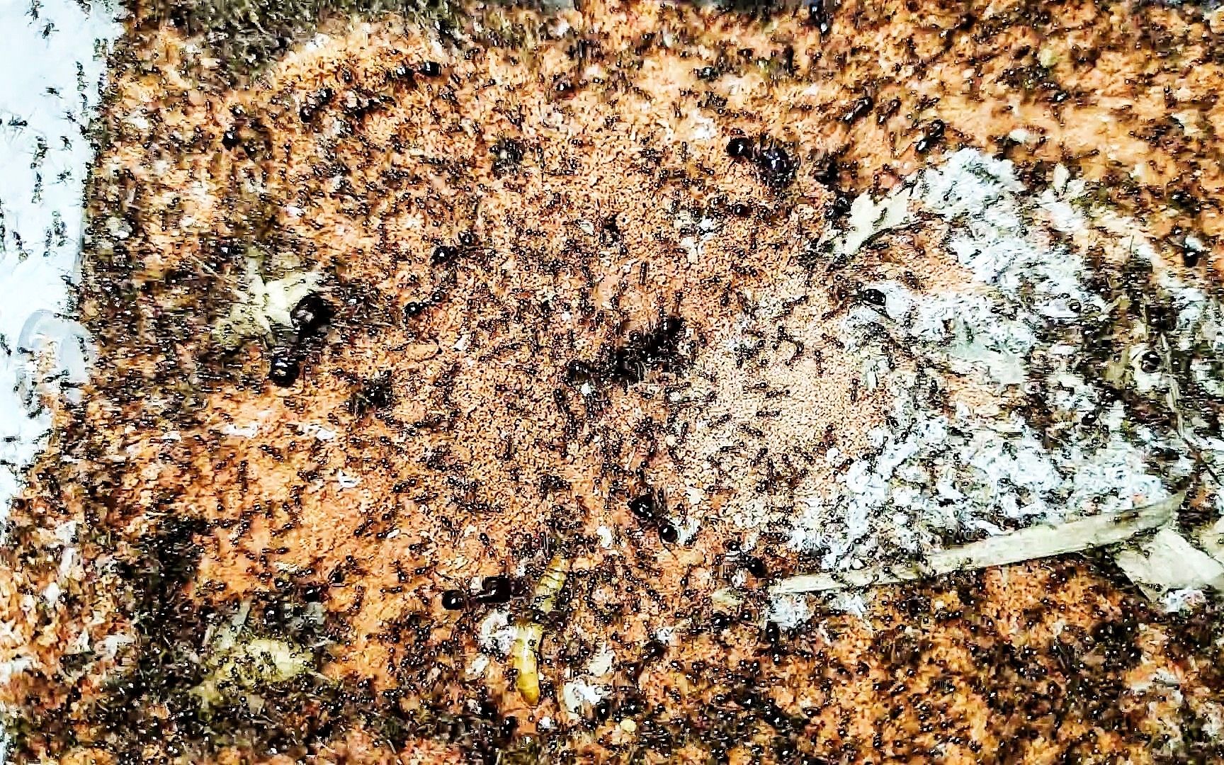 【全异盲切叶蚁】虫群之心_哔哩哔哩_bilibili