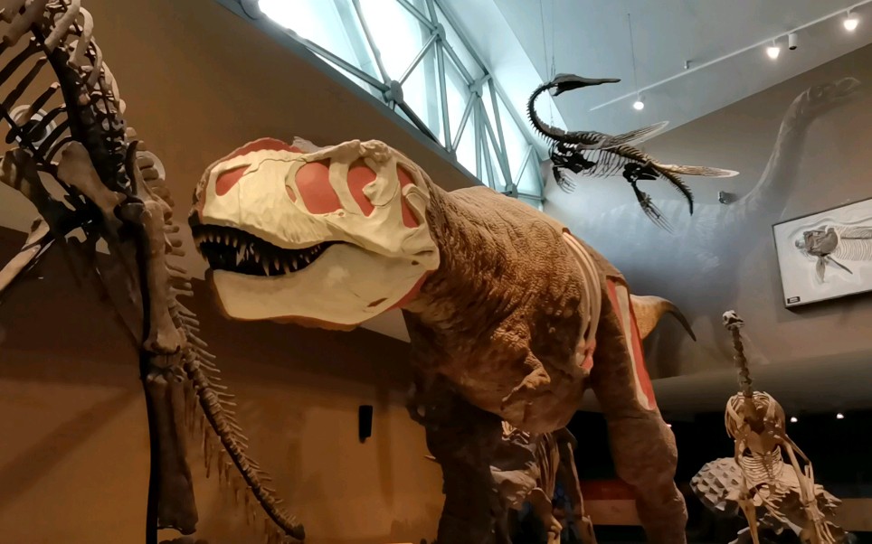 上海自然博物馆可动霸王龙