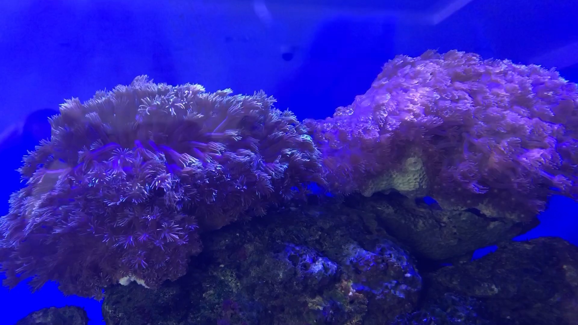 【老岳父】抖音:大腚的海草海草海草海草