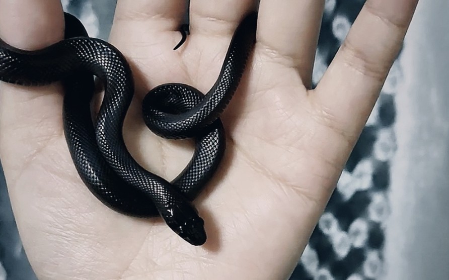 黑王蛇好乖一小孩