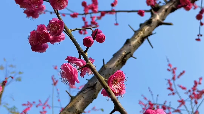 梅须逊雪三分白,雪却输梅一段香.#梅花哔哩哔哩bilibili