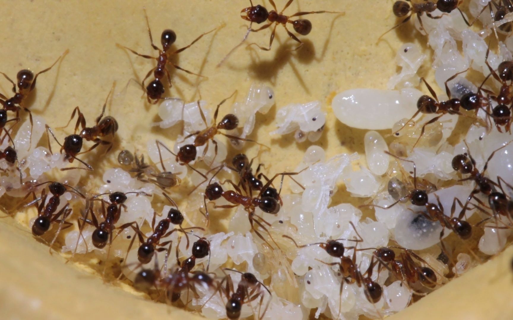 pheidole nodus 宽结大头蚁