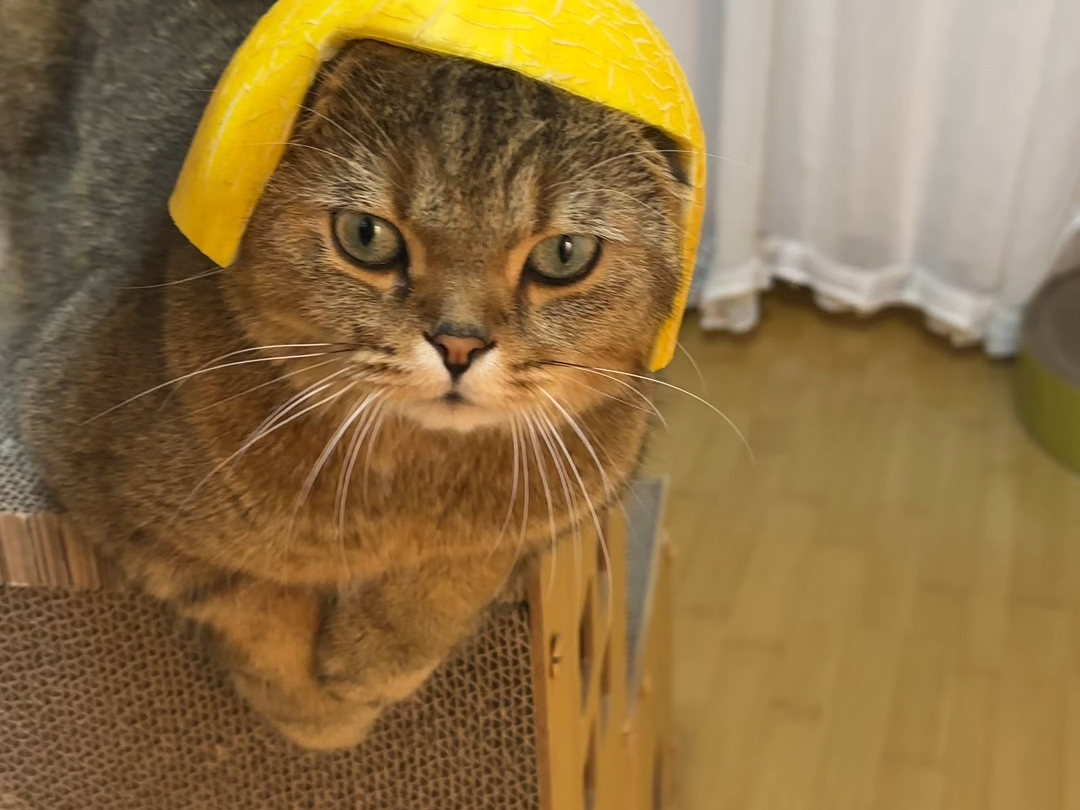 当我给我的猫做了个小头盔,戴上太酷啦!