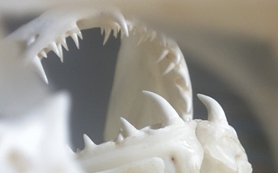 某种海鱼的鱼头骨标本制作记录