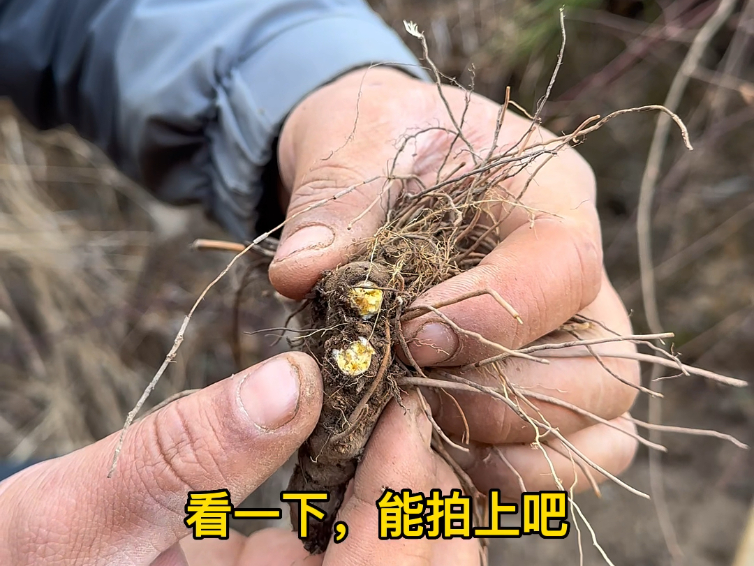 苍术与白术图片