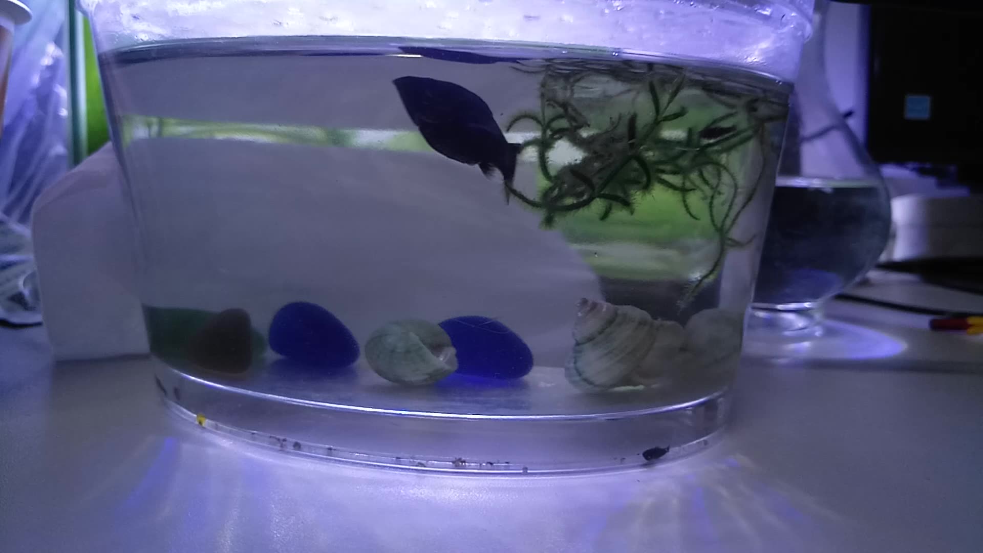 黑玛丽鱼生小鱼