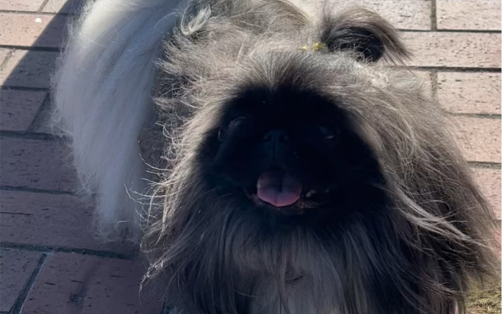 东京路遇 可爱的长毛小北京犬.