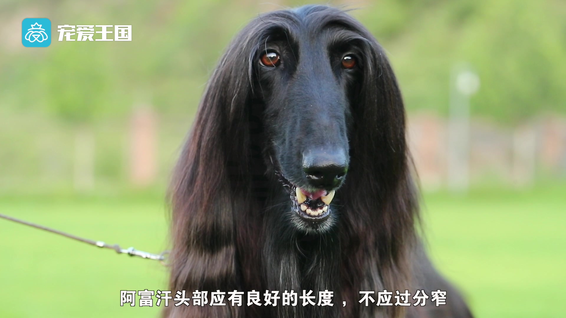 带你了解纯种犬之阿富汗猎犬哔哩哔哩bilibili