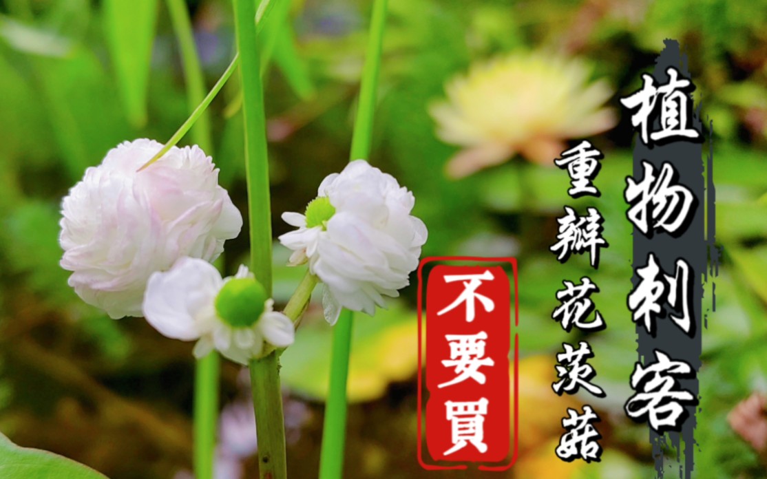 【植物刺客列传】日本重瓣花茨菇,禅意高级花材,0养护狂爆崽,春夏秋开花不断.花园庭院水景池塘推荐哔哩哔哩bilibili