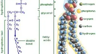 艾可生物化学第三十三期课程节选-磷脂酸