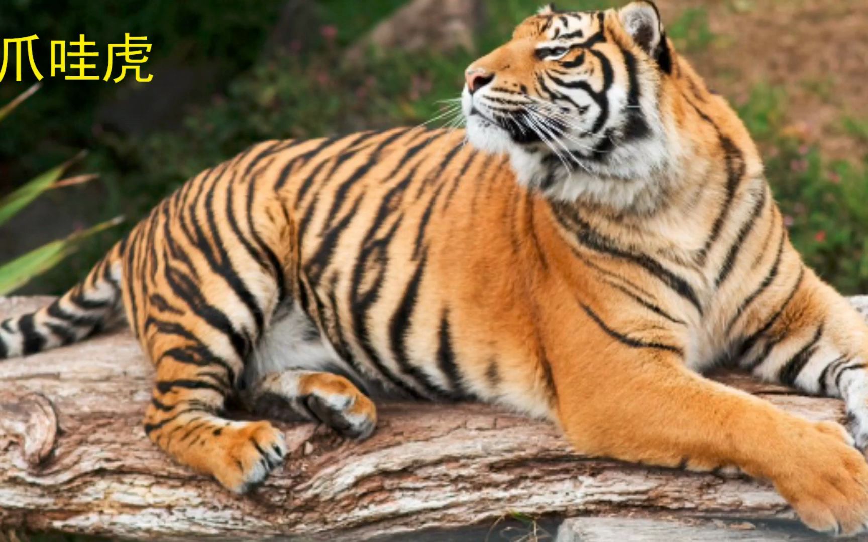 印尼爪哇岛上传出了爪哇虎重现的消息