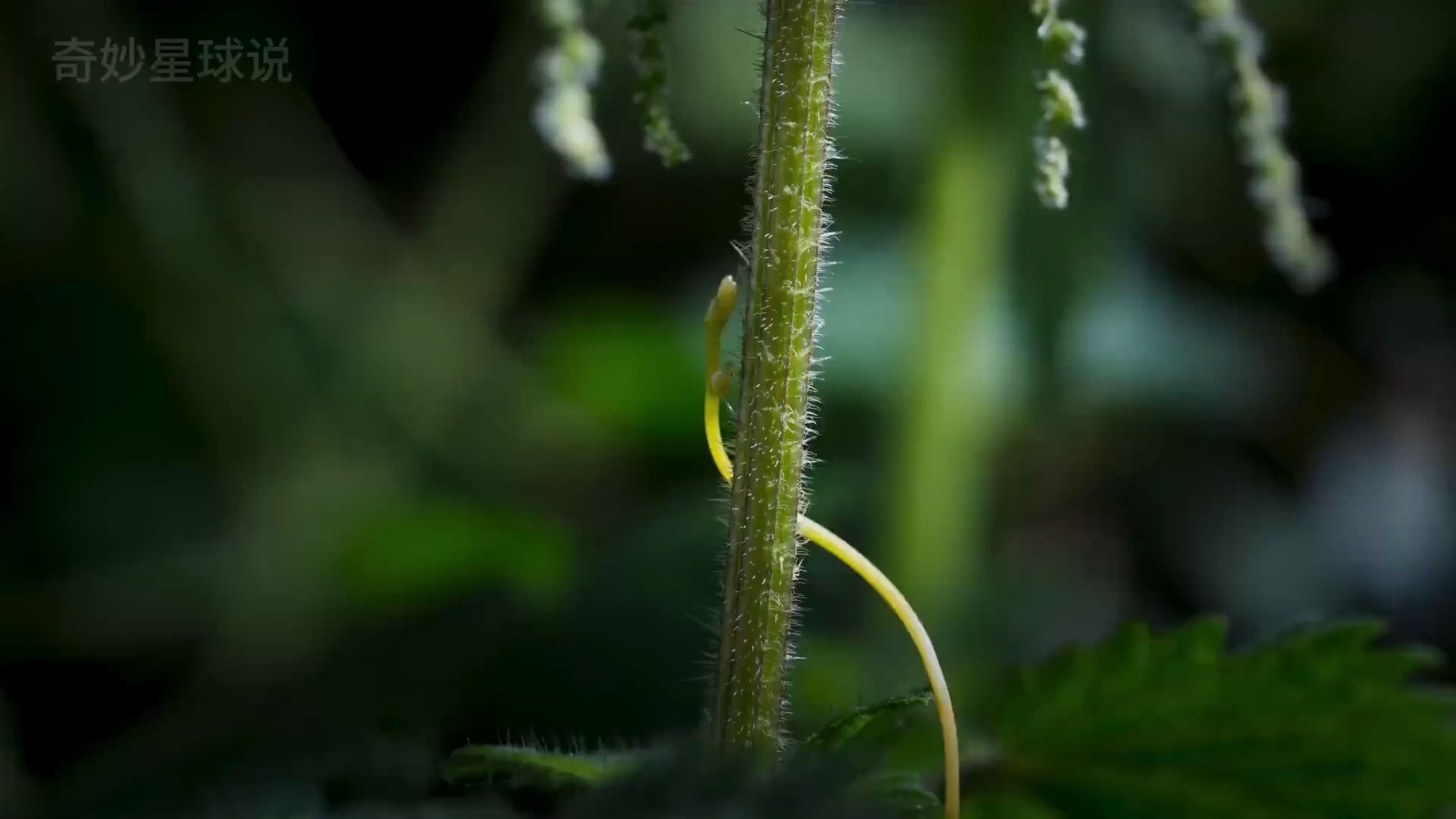 敲骨吸髓,植物界杀手菟丝子#神奇的大自然哔哩哔哩bilibili