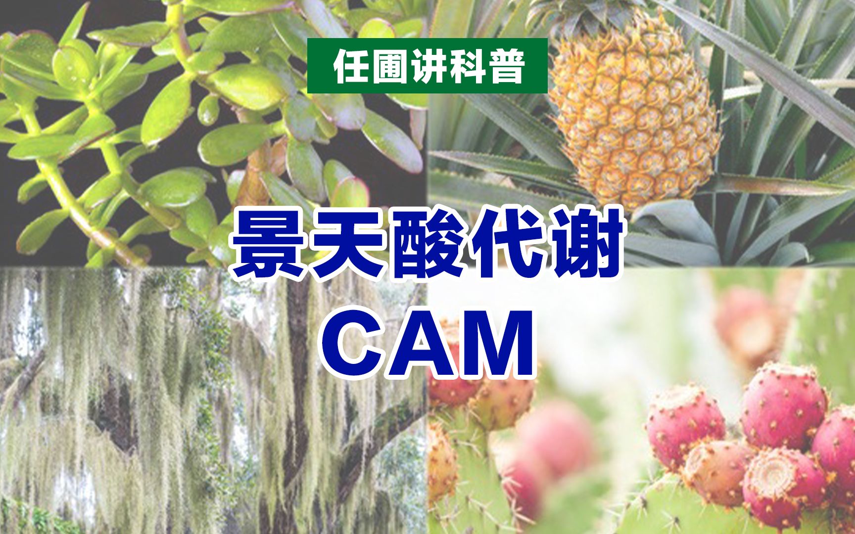 【任圃讲科普】什么是景天酸代谢(CAM)植物?哔哩哔哩bilibili