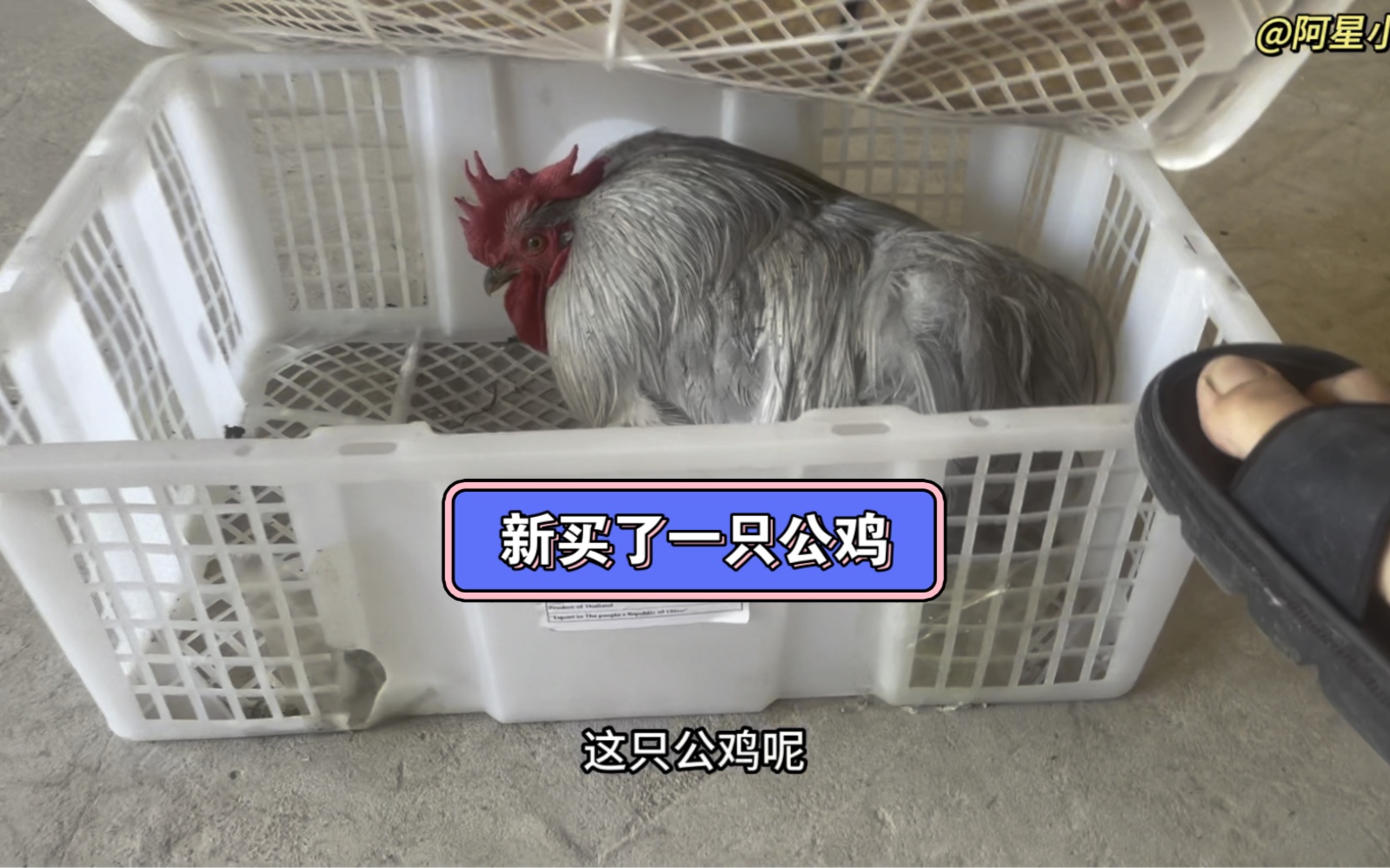 新买了一只薰衣草灰科钦球鸡