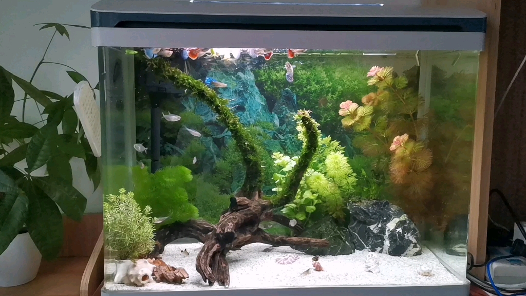 孔雀鱼斑马黑尾大勾搭配造景!