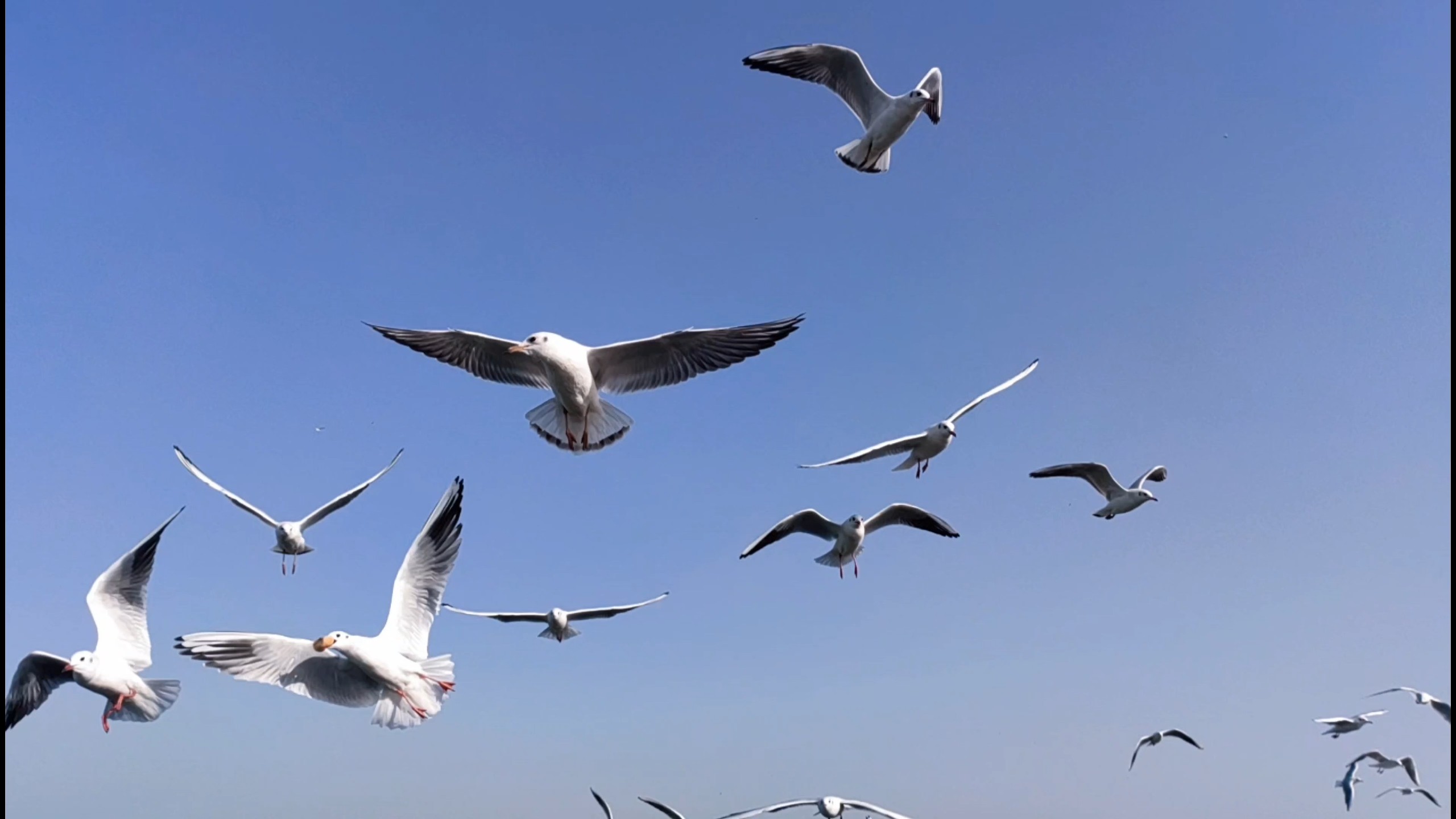 无锡鼋头渚红嘴鸥