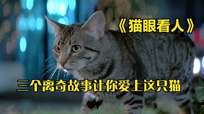 [图]三个离奇故事让你爱上这只猫，一部温馨的惊悚片《猫眼看人》