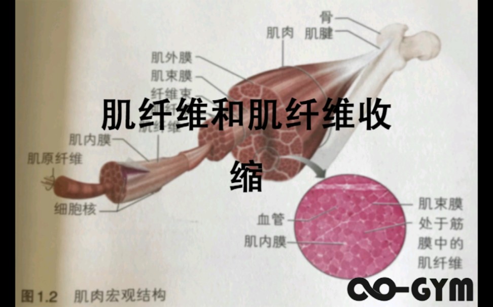 你需要知道关于肌肉和肌肉收缩的最基础知识哔哩哔哩bilibili